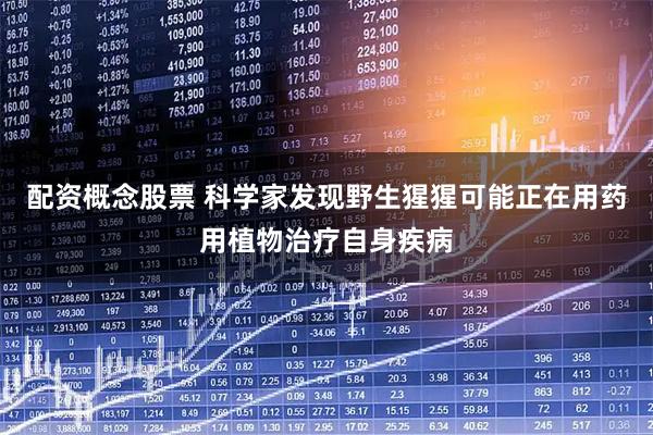 配资概念股票 科学家发现野生猩猩可能正在用药用植物治疗自身疾病